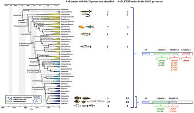 The Gonadotropin-Inhibitory Hormone: What We Know and What We Still Have to Learn From Fish